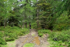 Wanderweg-im-Schlamm
