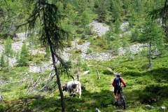 Trail über die Kuhweide