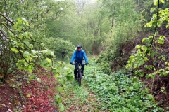 Der Wald trieft vor Nässe