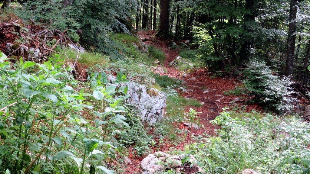 ein steiniger Wanderweg im Wald