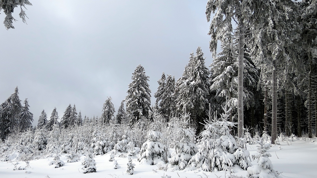 Winterwald beim Schneeschuh gehen